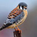 the-sparrohawk avatar