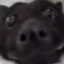 the-spine-eater avatar