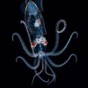 the-squid-inks avatar