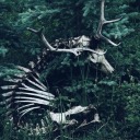 the-stag-and-the-dog avatar