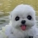 the-starry-glow avatar