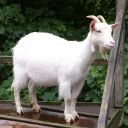the-stoic-goat avatar