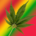 the-stoner-lifestyle avatar