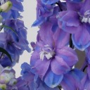 the-storm-in-me avatar