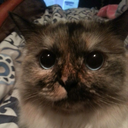 the-study-of-fandoms avatar