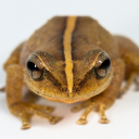 the-sun-spawn avatar