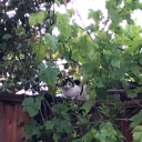 the-system-of-touch avatar