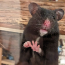 the-teeny-bees-hams avatar