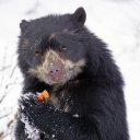 the-teeth-man avatar