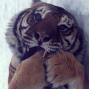 the-tiger-chef avatar