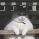 the-tiniest-bee avatar