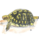 the-tiny-tortoise avatar