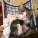 the-tortured-fangirl-department avatar