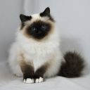 the-trees-are-singing avatar