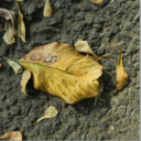 the-triangle-cat avatar