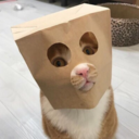 the-unknowncat avatar