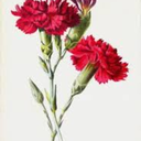 the-violin-playing-goat avatar