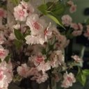 the-wanderer-of-dreams avatar