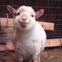 the-wanderer-that-wonders avatar