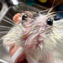 the-wettest-of-rats avatar