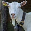 the-white-goat avatar