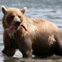 the-whole-hog avatar