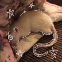 the-wild-rat-nest avatar