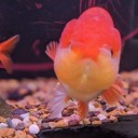 the-wild-unknown-llama avatar