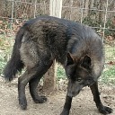 the-wild-wolfdog avatar