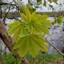 the-winter-sings avatar