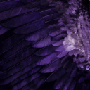 the-woeful-crow avatar