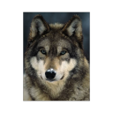 the-wolf-and-his-unicorn avatar