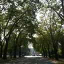 the-wonderful-things avatar