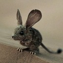 the-writer-is-always-write avatar