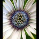 the-writing-experi avatar