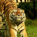 the-writing-tigeress avatar