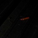 the-yellow-eyed-wolf avatar