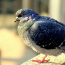 theabsoluteguivrefan avatar