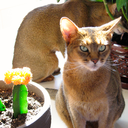 theabyssiniancat avatar