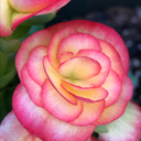 theaceofmanyhearts avatar