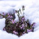 theaceoftales avatar