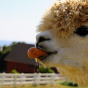 thealpacasofthealpacas avatar