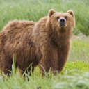 thealtarofmadness avatar