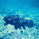 theamazingcoelacanth avatar