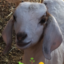 theamazingelle avatar