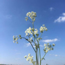 theangerofachillea avatar