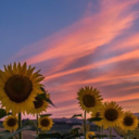 theangerofharmony avatar