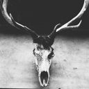 theanimalnoise avatar