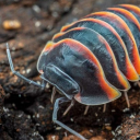 theanonamousartist avatar