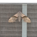 thearch3rofdreams avatar